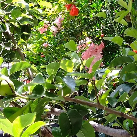 The House In Nature Skg 公寓 欧莱欧卡斯特伦