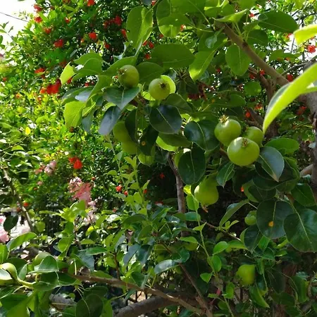 The House In Nature Skg Apartman *