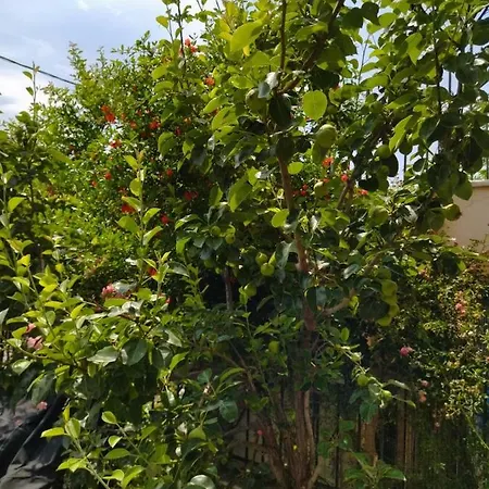 The House In Nature Skg Apartamento