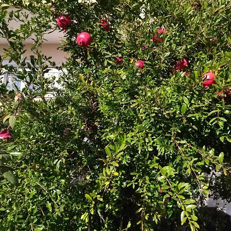 The House In Nature Skg *