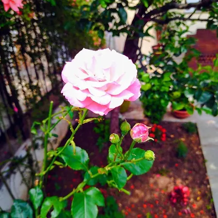 The House In Nature Skg Apartman Oreókasztro